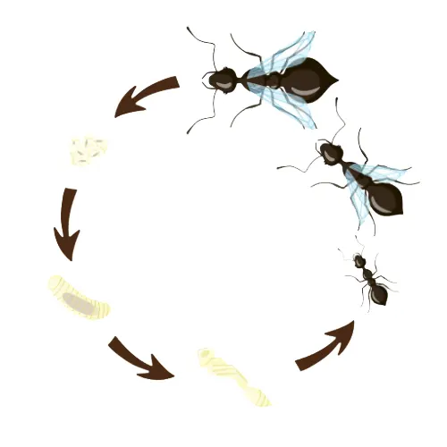 clycle de vie de la fourmis