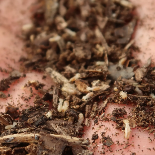 traitement termites