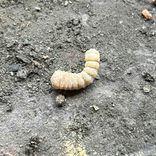 traitement insectes à larves xylophages