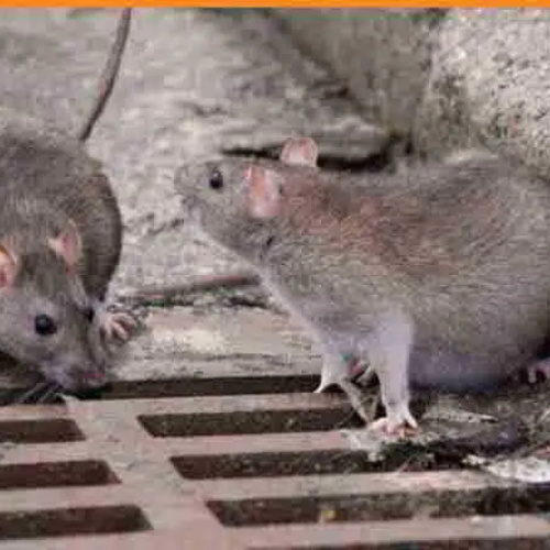 dératisation: lutte anti-rats
