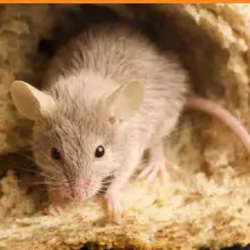 Rats et désourisation