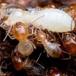 traitement Termites charente