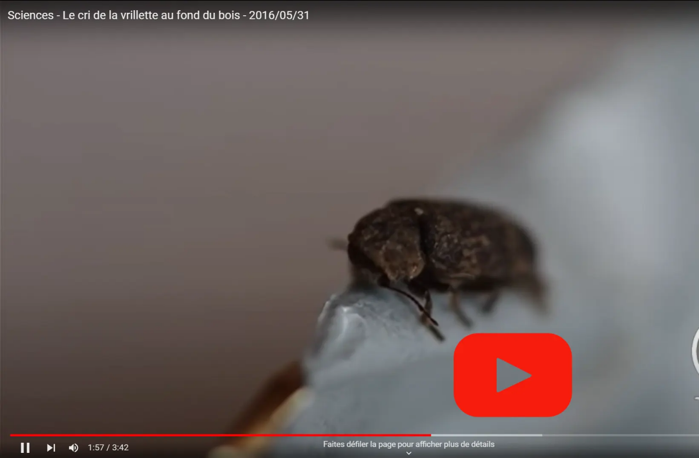Reportage de télé matin sur les vrillettes et insectes à larves xylophages.