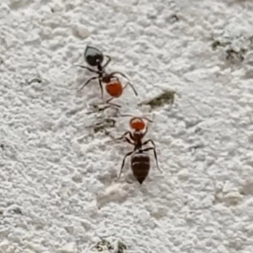 Crematogaster-scutellaris-fourmis-lignivore