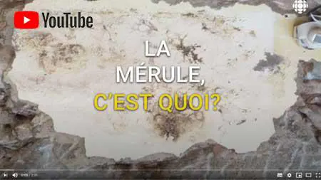 Traitement mérule: C'est quoi la Mérule - Patrick Laurent