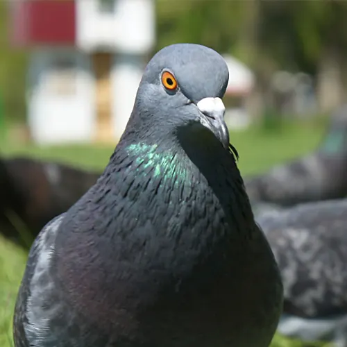 Vous nécessitez un système anti-pigeons efficace? Contactez-nous!