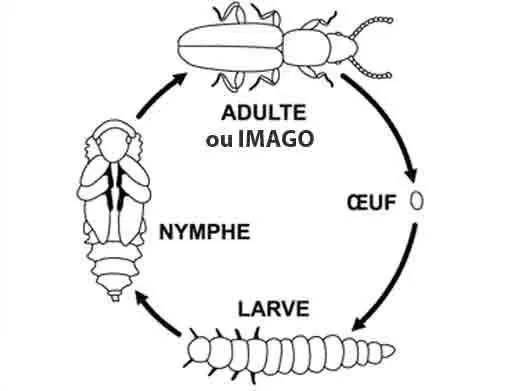 Cycle biologique des Vrillettes (oeuf, larve, nymphe, imago)