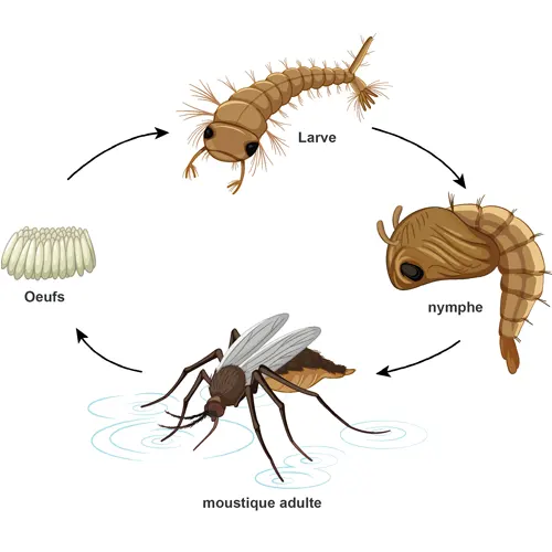 cycle de vie du moustique