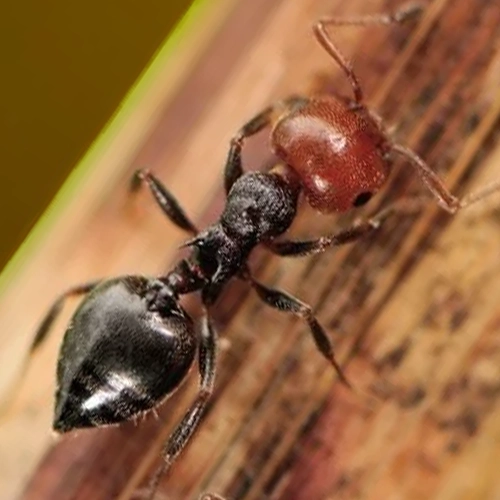 fourmis-charpentieres-Crematogaster-scutellaris