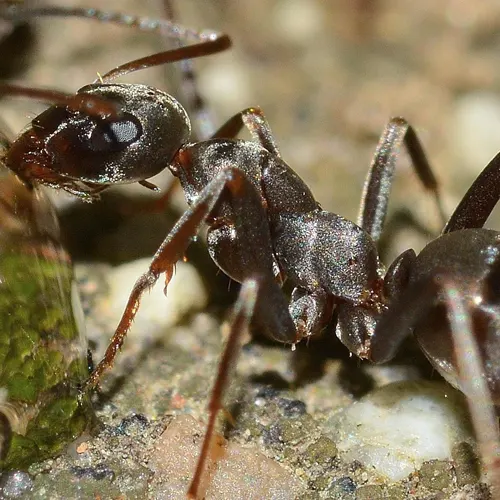 traitement des fourmis avec SAPA