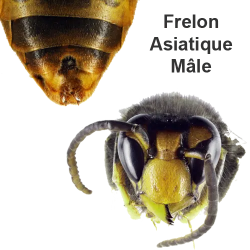 frelon asiatique mâle