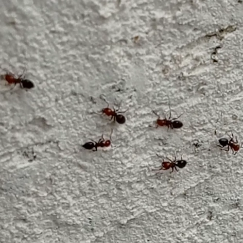 colonie de fourmis chrapentières