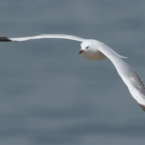 le goeland argenté