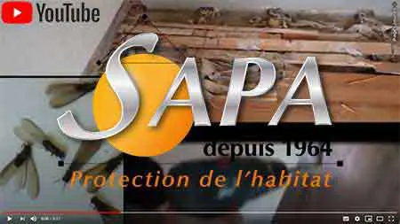 Traitement termites SAPA traitement préventif et curatif contre l'invasion des parasites du bois comme les colonies de termites souterrains