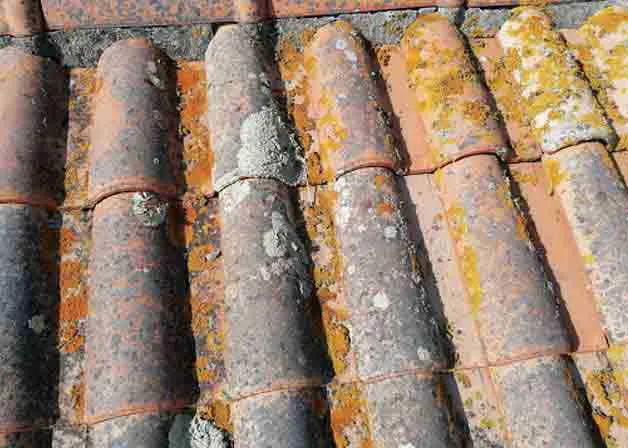 lichens - algues - moisissures - nettoyage toiture- utilisation de produit anti-mousse - Nettoyage de toiture pour une meilleur longévité des matériaux de couverture