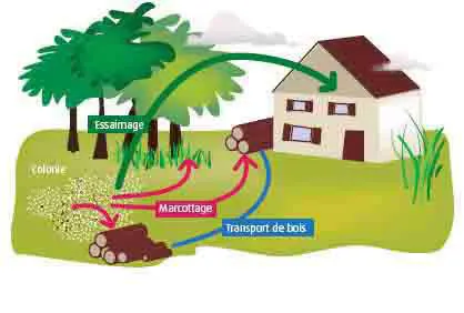 Termites: Les différents modes d’infestations par les termites