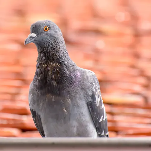 entreprise de dépigeonnage