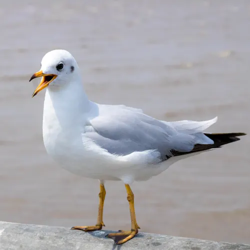 mouette rieuse