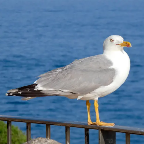 La mouette