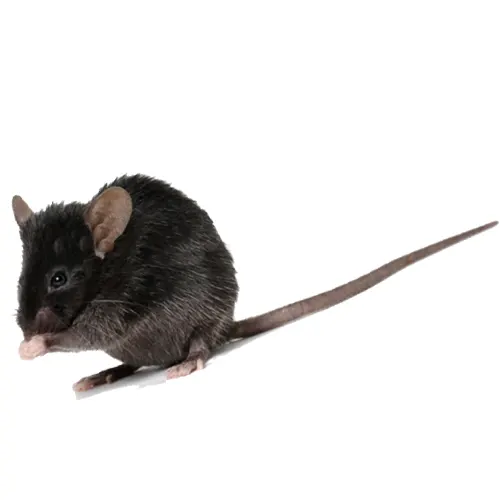 le rat noir