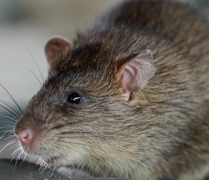 Dératisation des rats et souris - SOLUTY