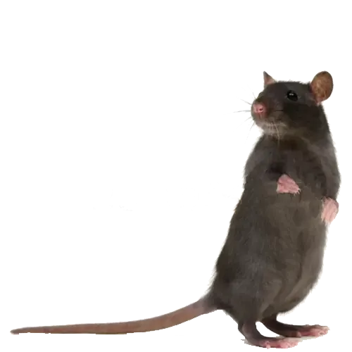 rat