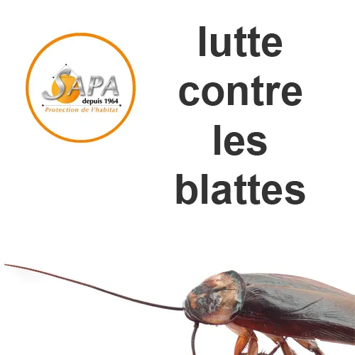 lutte contre les blattes - désinsectisation