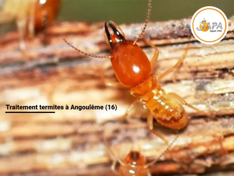 Traitement termites dans la commune de Rouillac en Charente, chantier effectué par la Sapa et par notre technico-commercial Monsieur Domenici.