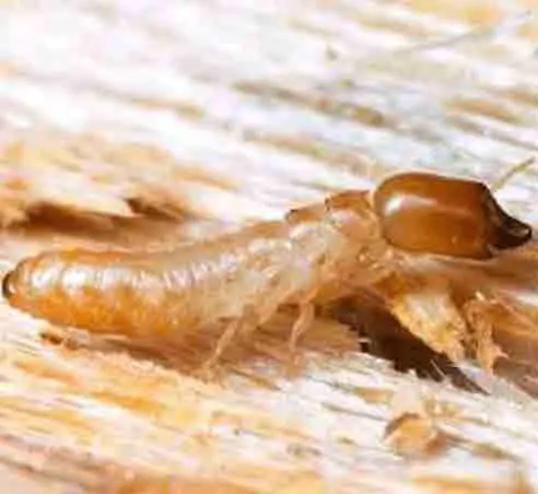 Les termites: Kalotermes flavicollis.