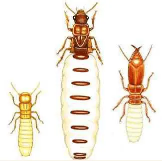 termite-ouvrier-termite-reine-termite-soldat