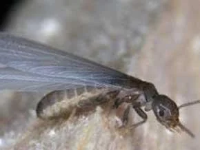 Termites : Les sexués ailés