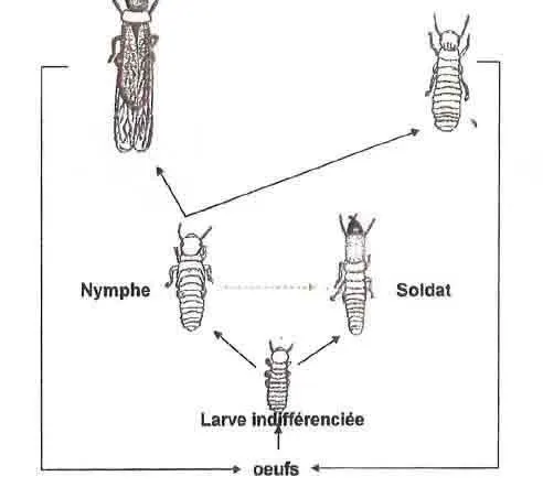 cycle termites de bois secs