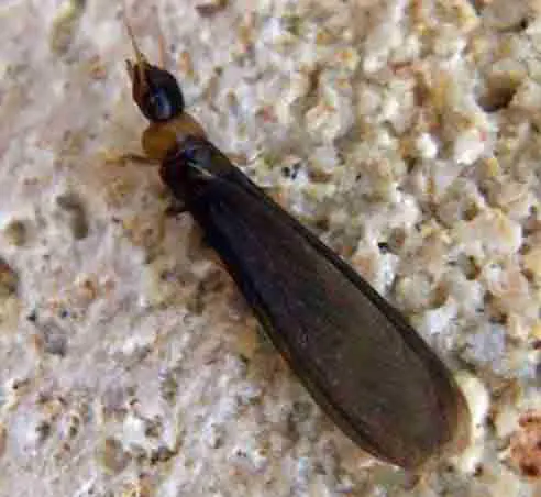 imago termites des bois secs