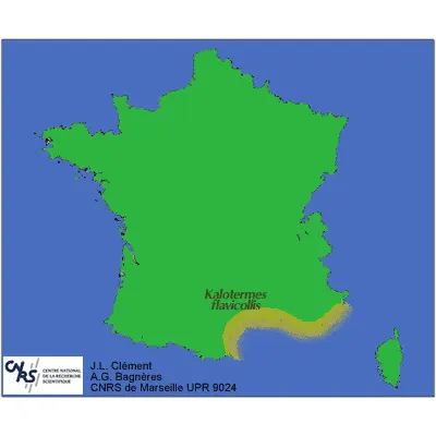Termites: Carte de la répartition des termites : Kalotermes Flavicollis en France.