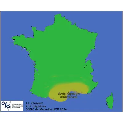 Termites: Carte de la répartition des termites : Reticulitermes Banvulensis en France.