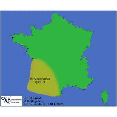 Termites: Carte de la répartition des termites : Reticulitermes Grassei en France.