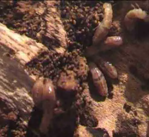 termites des bois secs sur le vif