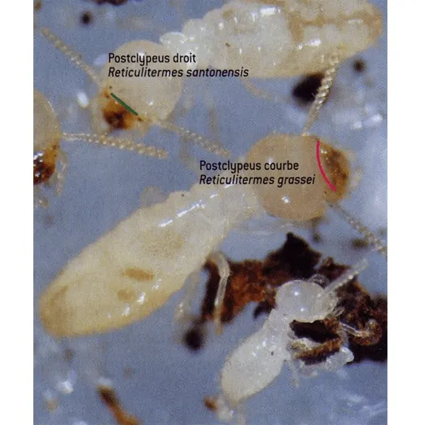 Les termites: Différenciation des espèces