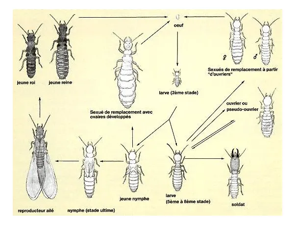 Les termites souterrains - Morphologies et fonctions