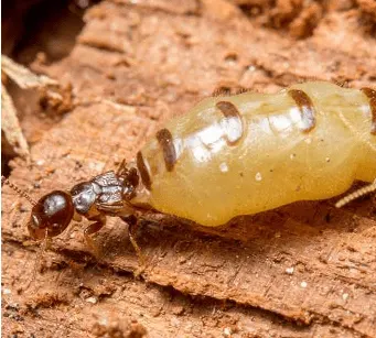 Termites : Le roi et la reine