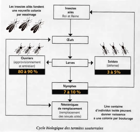 Les termites : Les différentes castes