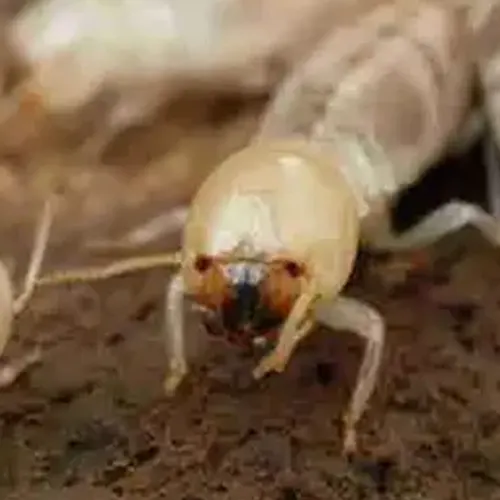 Traitement anti-termites à Périgueux, Bergerac, Sarlat-la-Canéda ... Dordogne (24)