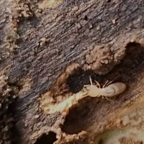Traitement préventif curarif termites