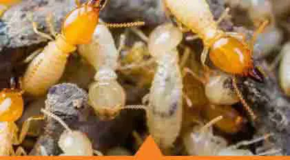 traitement anti-termites theix