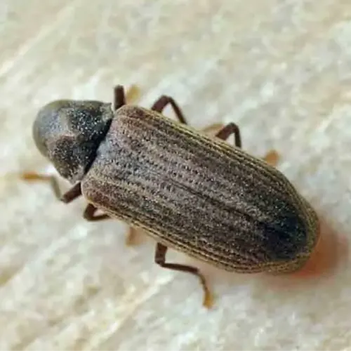 SAPA lutte contre le parasite (capricorne, vrillette) à Périgueux, Bergerac, Sarlat-la-Canéda ...en Dordogne (24)